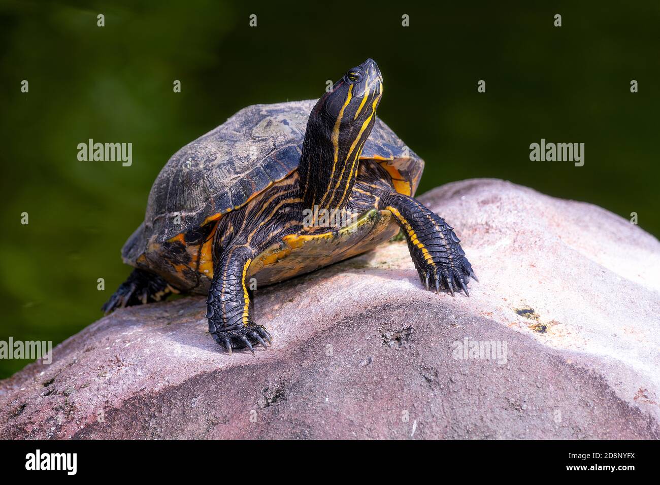 La Floride peint la tortue grimpant hors de l'eau sur le rocher pour prendre un peu de soleil Banque D'Images