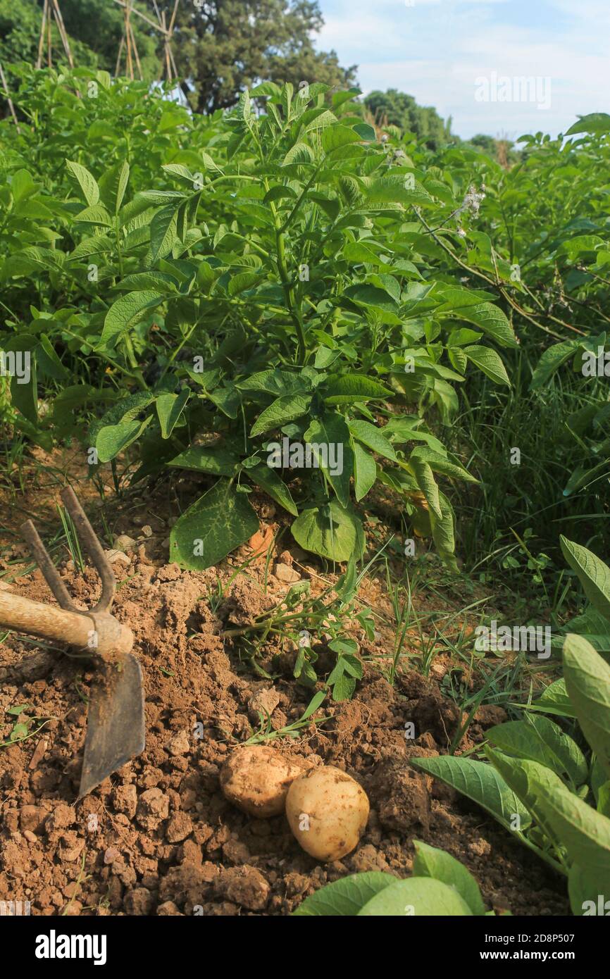 Vue de pommes de terre fraîchement cueillies et de pickaxe sur le jardin de légumes.concept de récolte, d'agriculture et d'agriculture. Banque D'Images