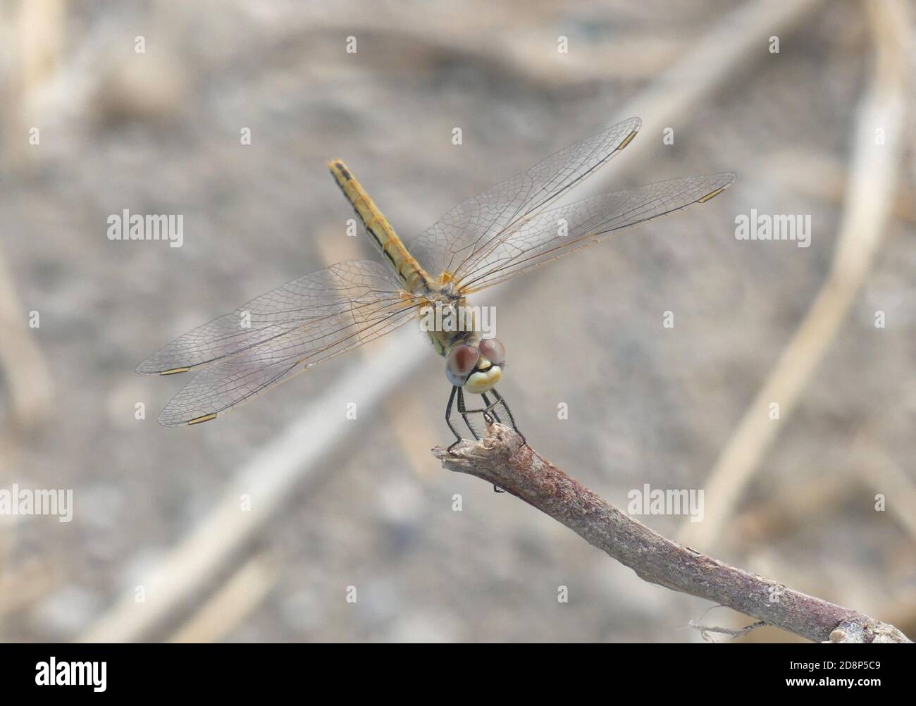 SYMPETRUM striolatum sur Rhodes. Photo : Tony Gale Banque D'Images