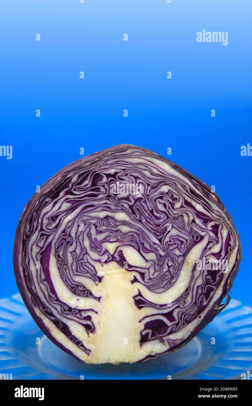 Un chou violet (Brassica oleracea) couper en deux sur une plaque de verre à fond bleu avec espace de copie Banque D'Images