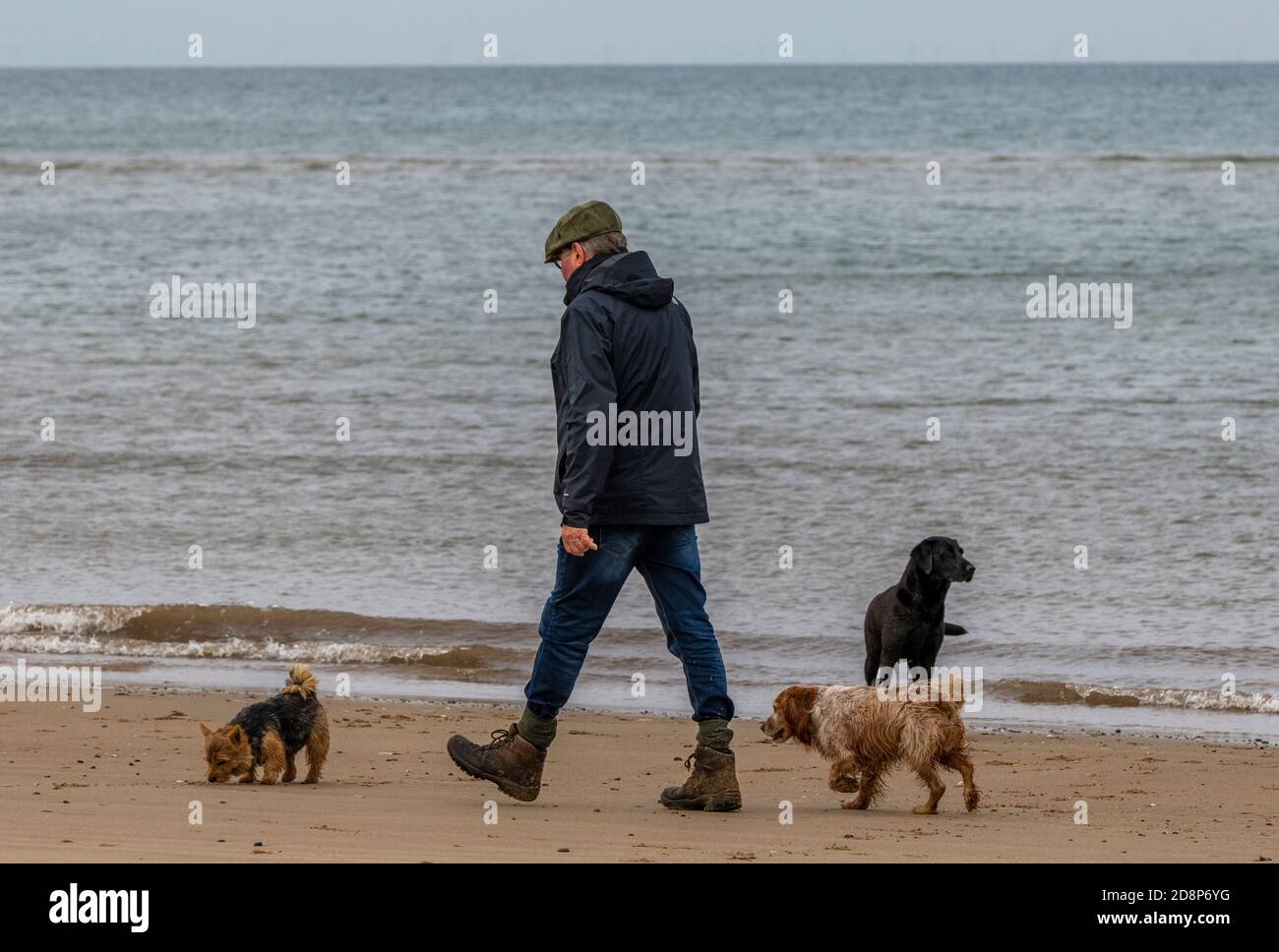 un homme plus âgé qui marche trois chiens sur la plage à holkham dans norfolk. Banque D'Images