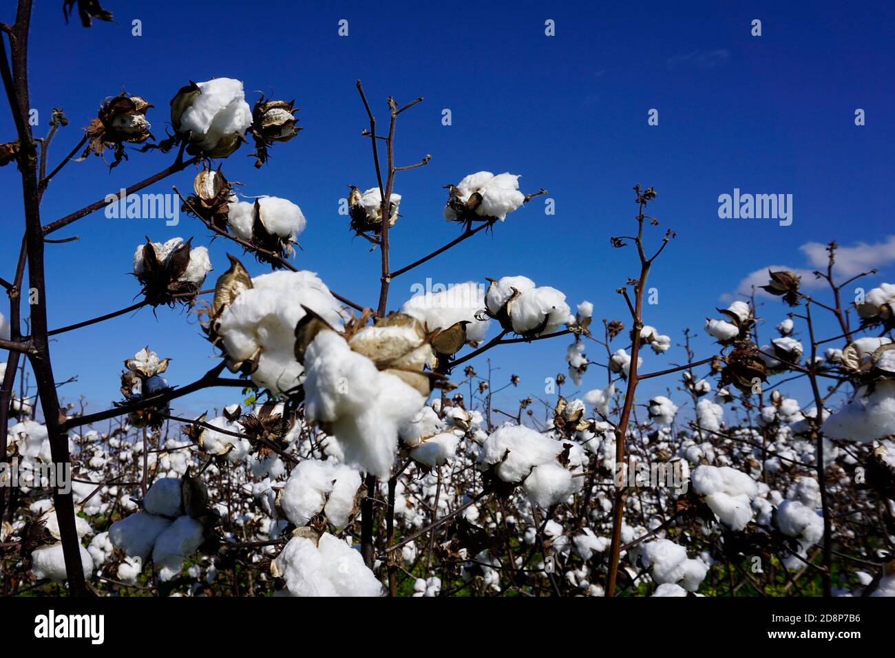 Des pétons de coton contre le ciel bleu Banque D'Images