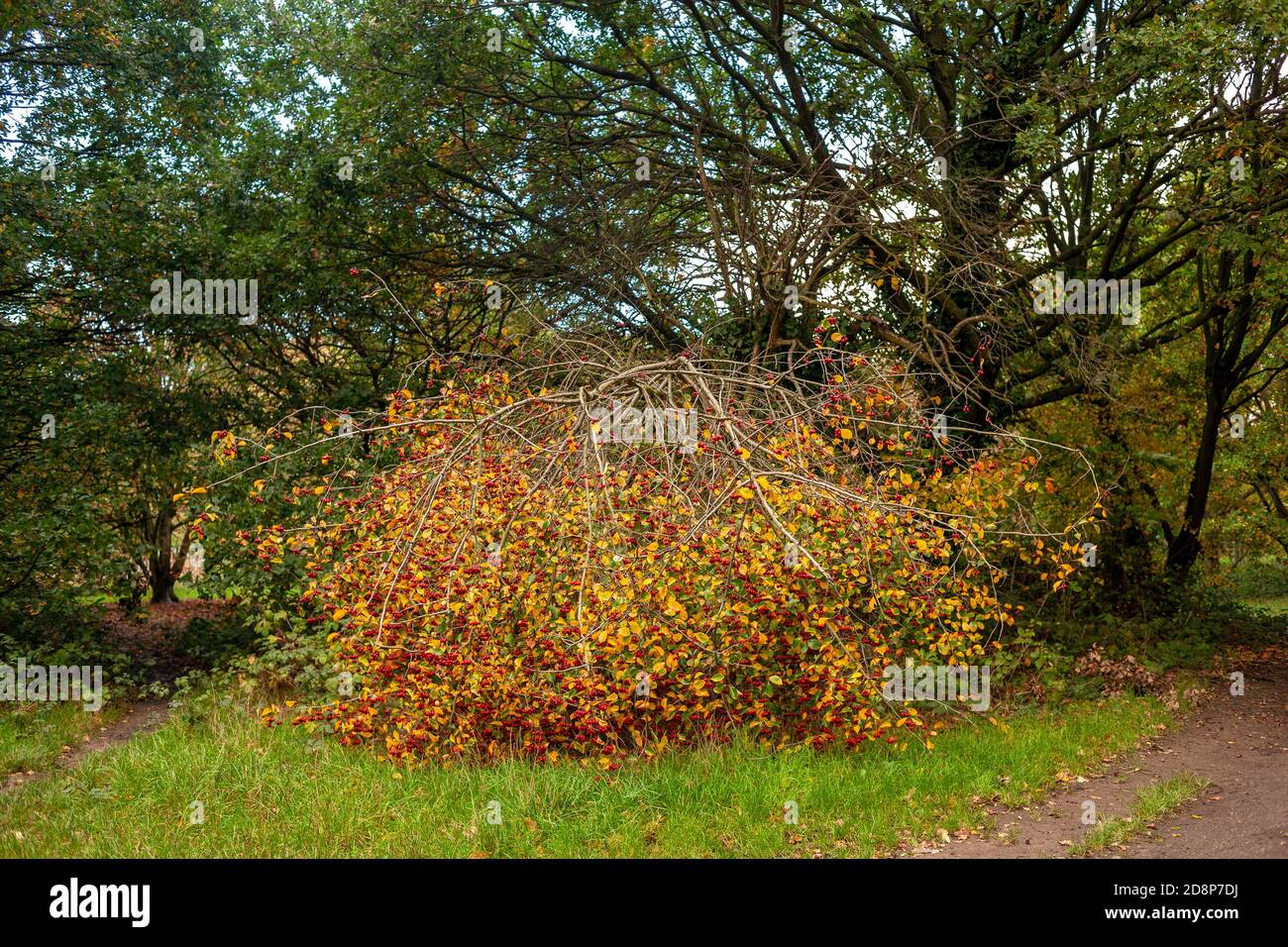 Pommier de crabe, Malus sylvestris, plein de fruits en automne. Tooting Common, Londres, Royaume-Uni Banque D'Images