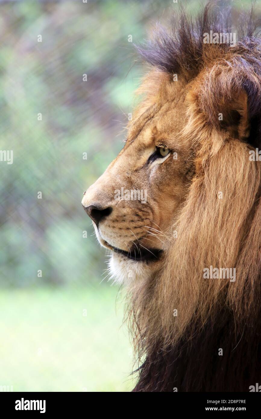 Un lion africain mâle, Panthera leo, en profil au Cape May County Zoo, New Jersey, USA Banque D'Images