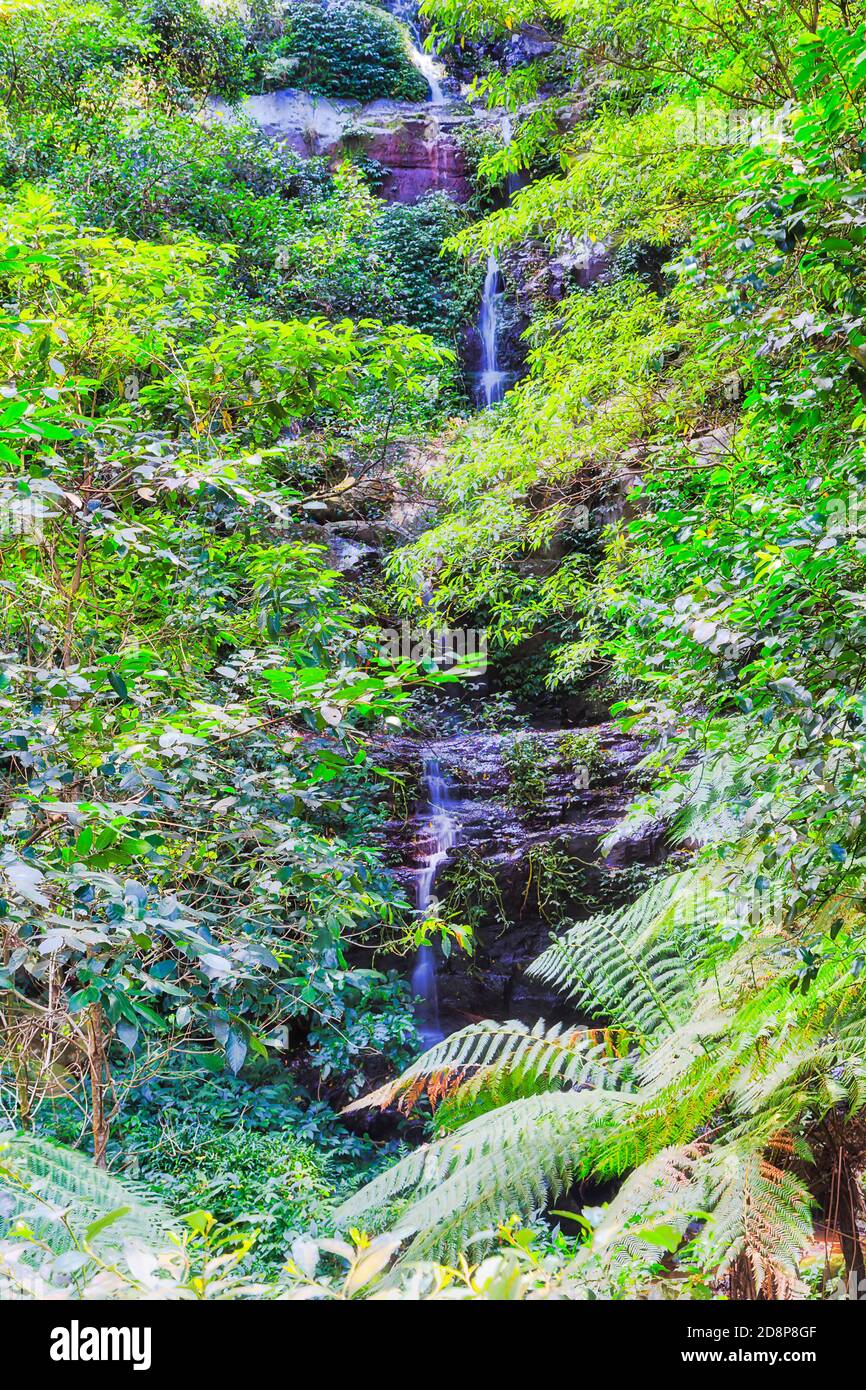 Chute d'eau dans le parc national et le centre de Minnamourra qui coule jusqu'à la crique de Minnamourra à travers une forêt luxuriante épaisse et verdoyante. Banque D'Images