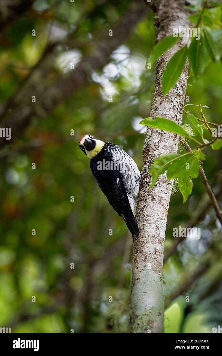 Pic d'Acorn - pic d'oiseau de taille moyenne Melanerpes formicivorus, tête brunâtre-noire, dos, ailes et queue, front blanc, gorge, ventre et Banque D'Images