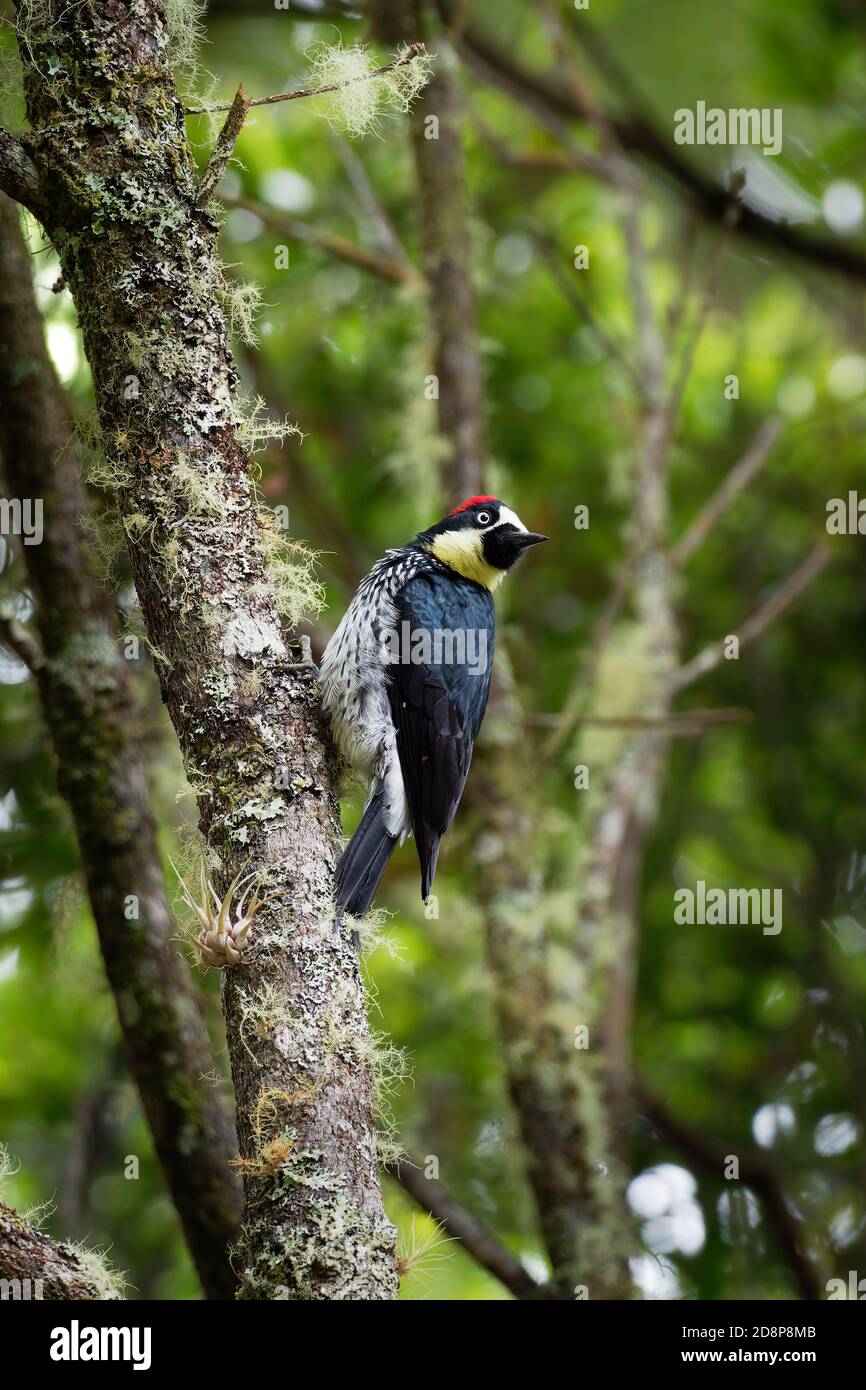 Pic d'Acorn - pic d'oiseau de taille moyenne Melanerpes formicivorus, tête brunâtre-noire, dos, ailes et queue, front blanc, gorge, ventre et Banque D'Images