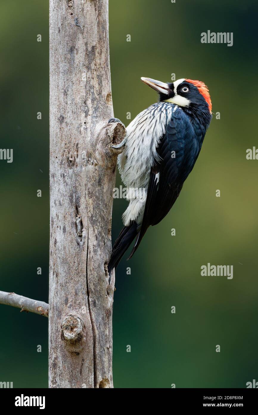 Pic d'Acorn - pic d'oiseau de taille moyenne Melanerpes formicivorus, tête brunâtre-noire, dos, ailes et queue, front blanc, gorge, ventre et Banque D'Images