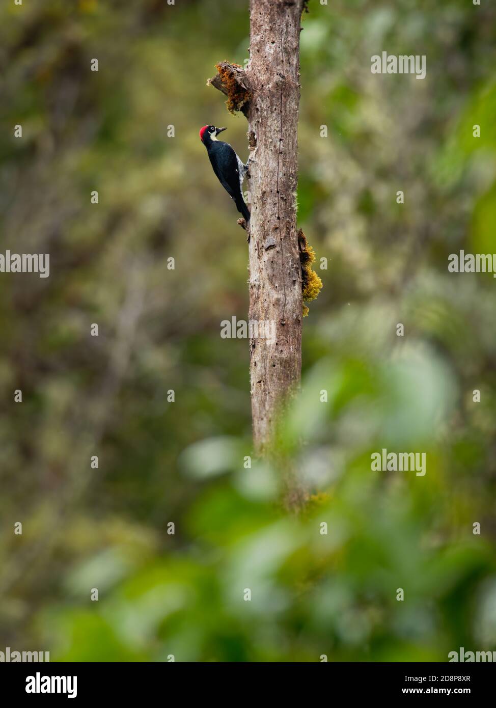 Pic d'Acorn - pic d'oiseau de taille moyenne Melanerpes formicivorus, tête brunâtre-noire, dos, ailes et queue, front blanc, gorge, ventre et Banque D'Images