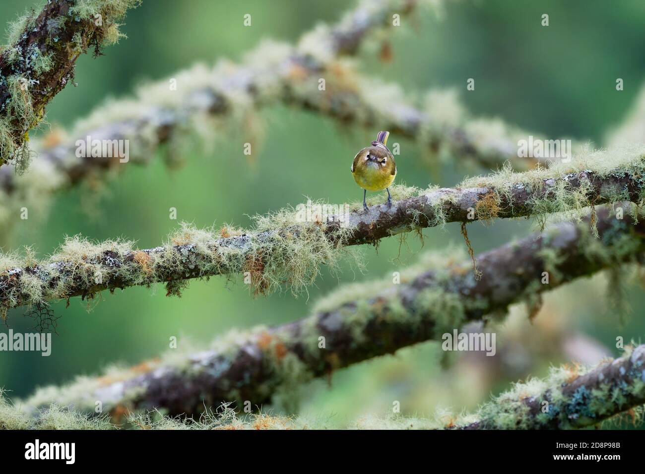 Vireo à ailes jaunes - Vireo carmioli petit oiseau de passereau. Elle est endémique aux hautes terres du Costa Rica et de l'ouest du Panama. Banque D'Images