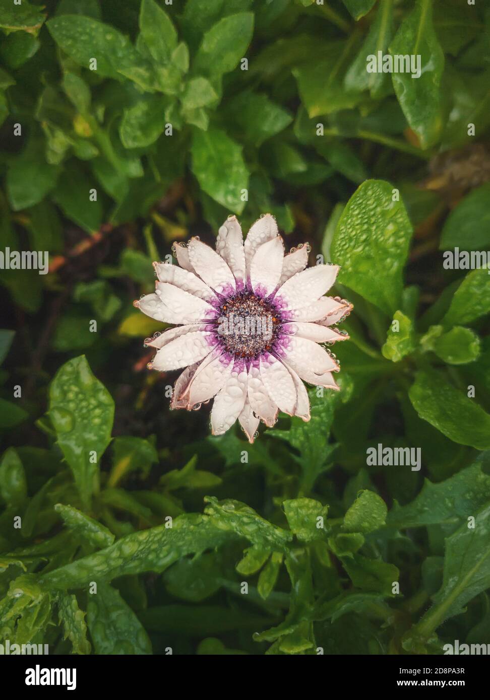 Gros plan sur les montagnes russes blanches en fleurs dans le jardin, sur fond de feuilles vertes naturelles et vibrantes. La rosée tombe sur les pétales mous après la pluie. Beau aut Banque D'Images