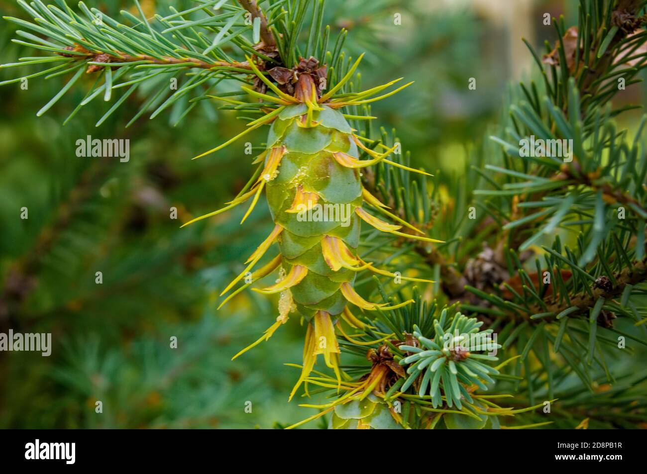 Sapin de Douglas, pseudotsuga menziesii, conifères, cônes sur les branches Banque D'Images