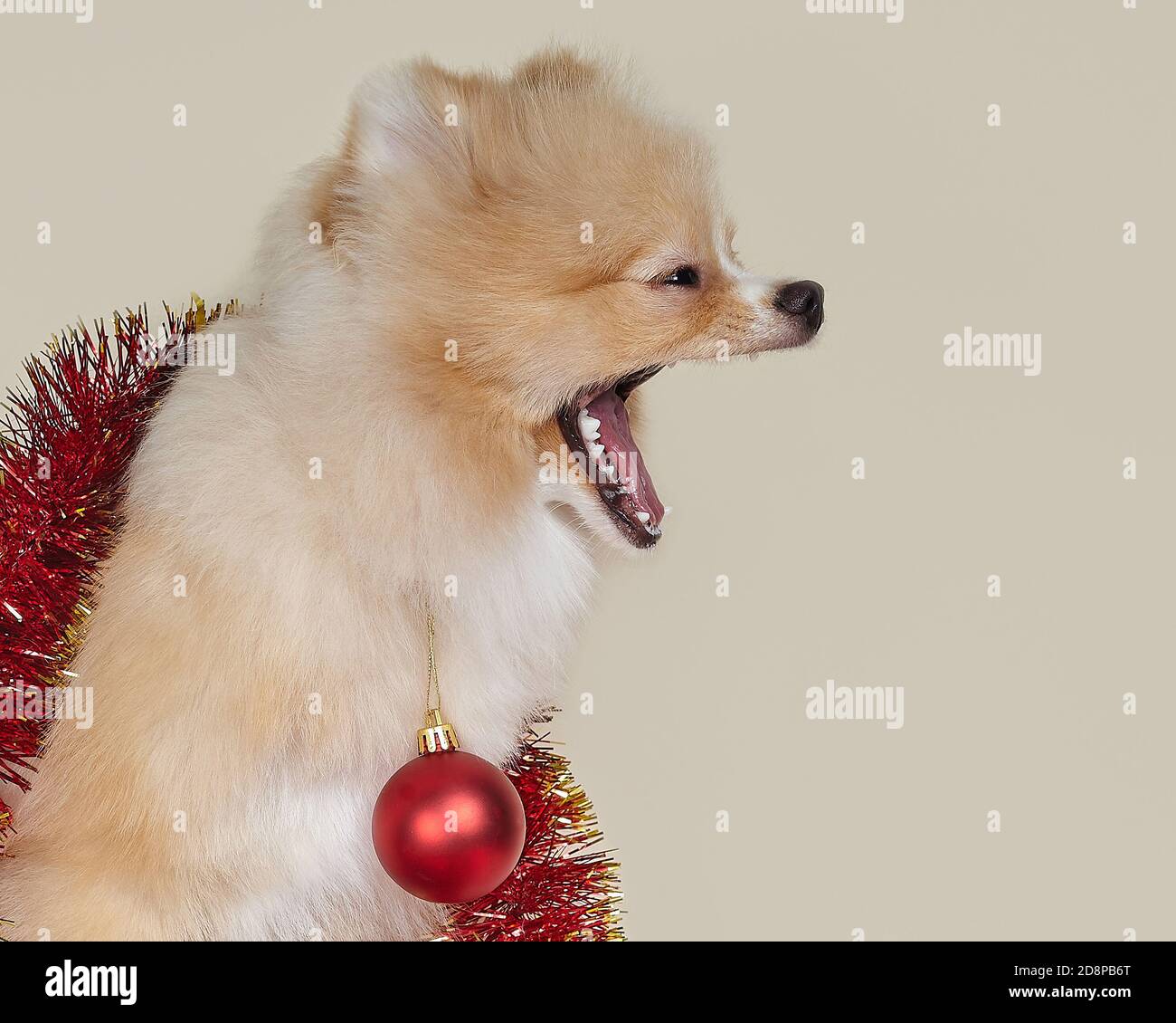 Barques pour chiots de Poméranie. Concept Noël et nouvel an Banque D'Images