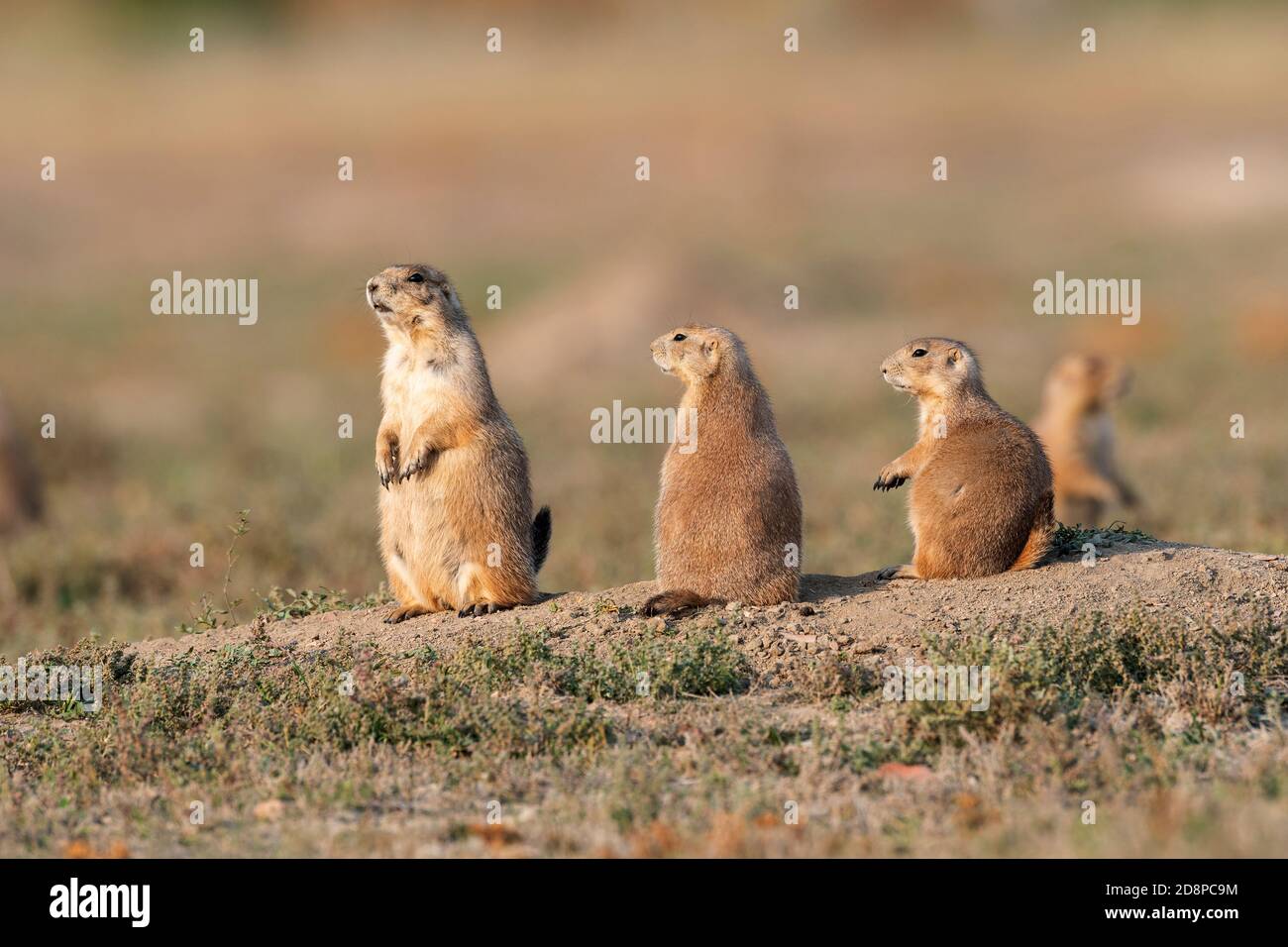 Trois chiens de prairie à queue noire (Cynomys ludovicianus) à den, automne, Theodore Roosevelt NP, ND, États-Unis, par Dominique Braud/Dembinsky photo Assoc Banque D'Images