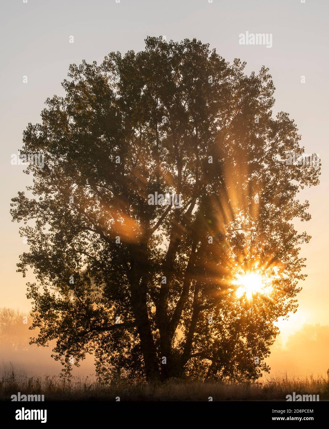 Sunrise, et E Cottonwood Tree (Populus deltoides), automne, dans le Midwest des États-Unis, par Dominique Braud/Dembinsky photo Assoc Banque D'Images