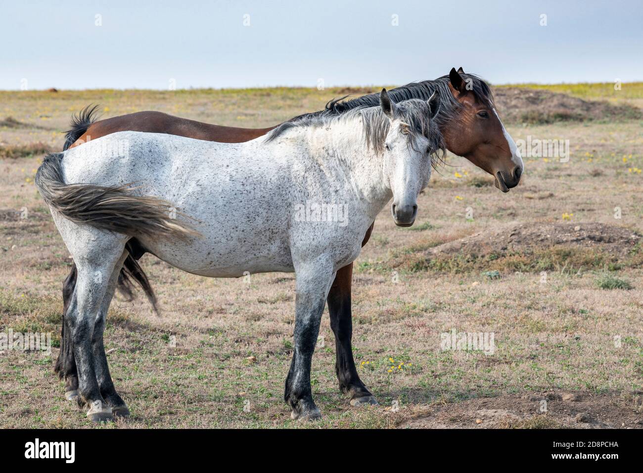 Feral Horses (Equus caballus), parc national Theodore Roosevelt, Dakota du Nord, États-Unis, par Dominique Braud/Dembinsky photo Assoc Banque D'Images