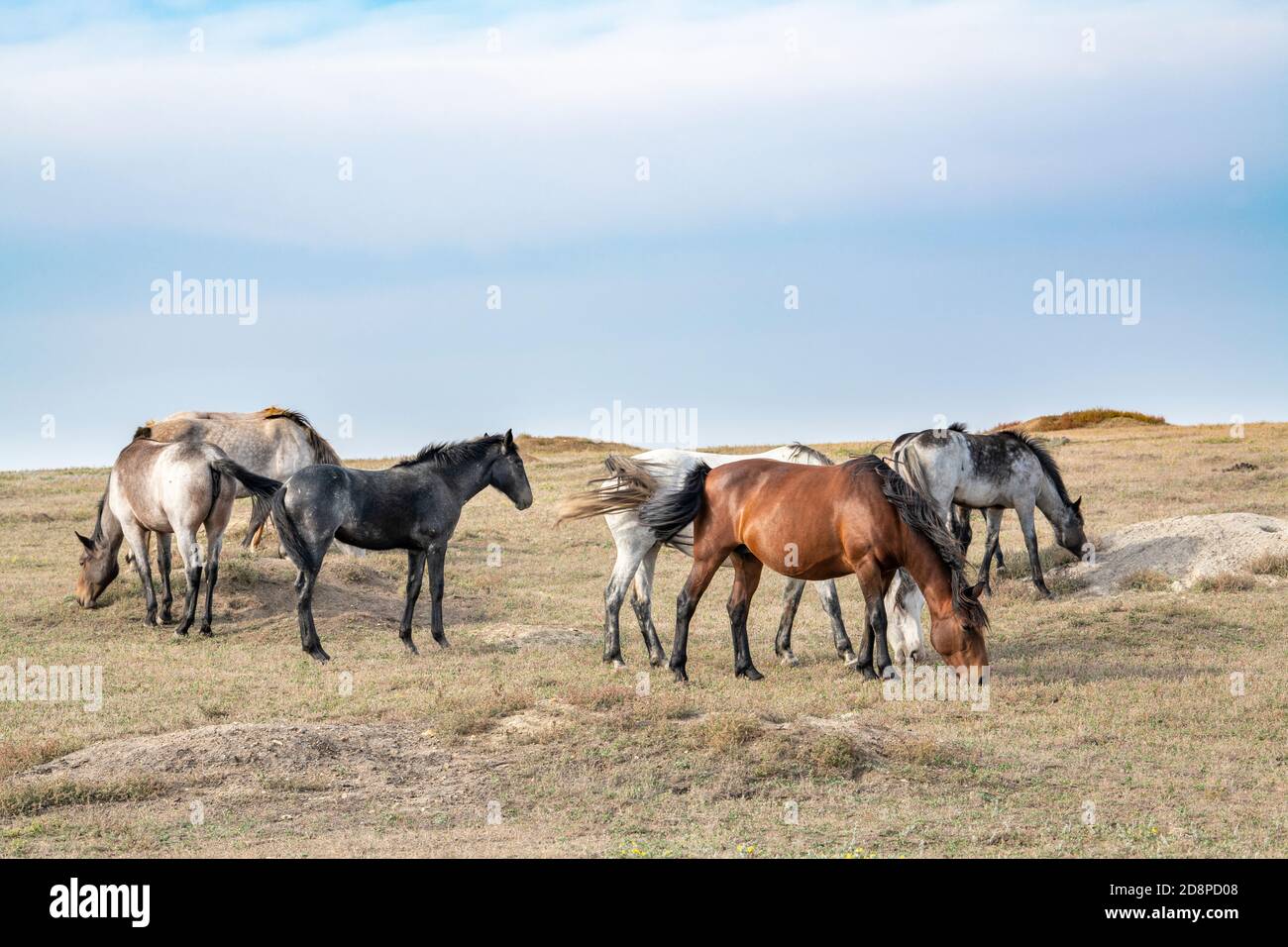 Feral Horses (Equus caballus), parc national Theodore Roosevelt, Dakota du Nord, États-Unis, par Dominique Braud/Dembinsky photo Assoc Banque D'Images
