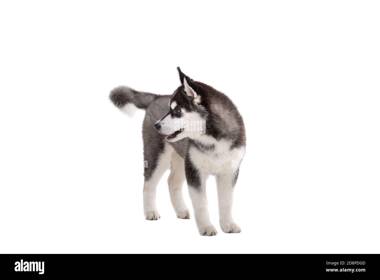 Chiot Husky sibérien, 3 mois en face d'un fond blanc. Husky sibérien isolé  sur fond blanc. Photo en studio d'un chiot Husky amusant Photo Stock - Alamy