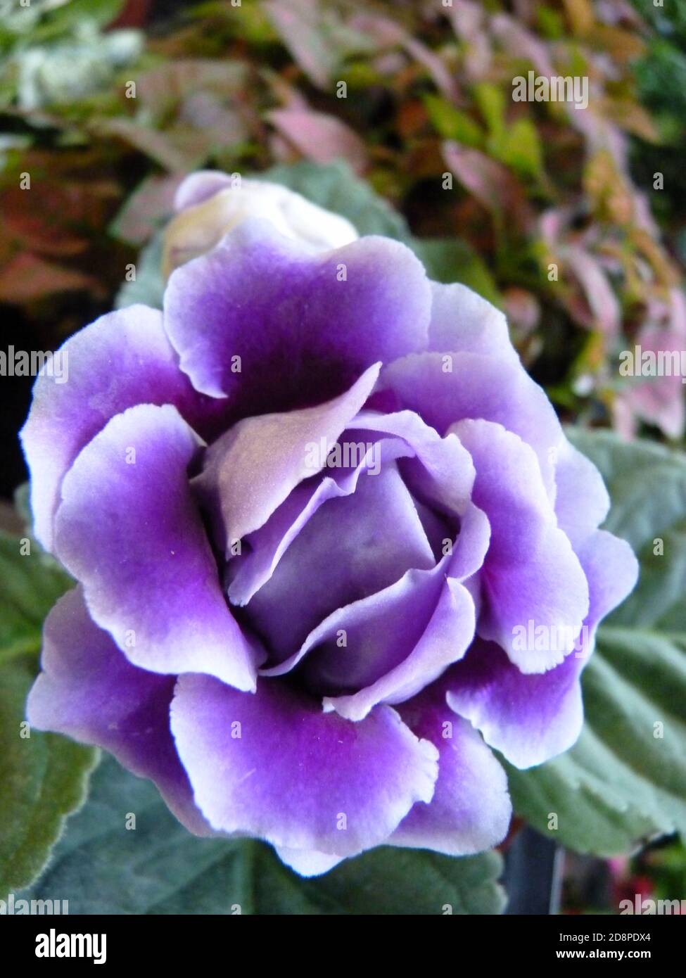 Plan vertical d'une fleur de Gloxinia en fleurs dans la verdure Banque D'Images