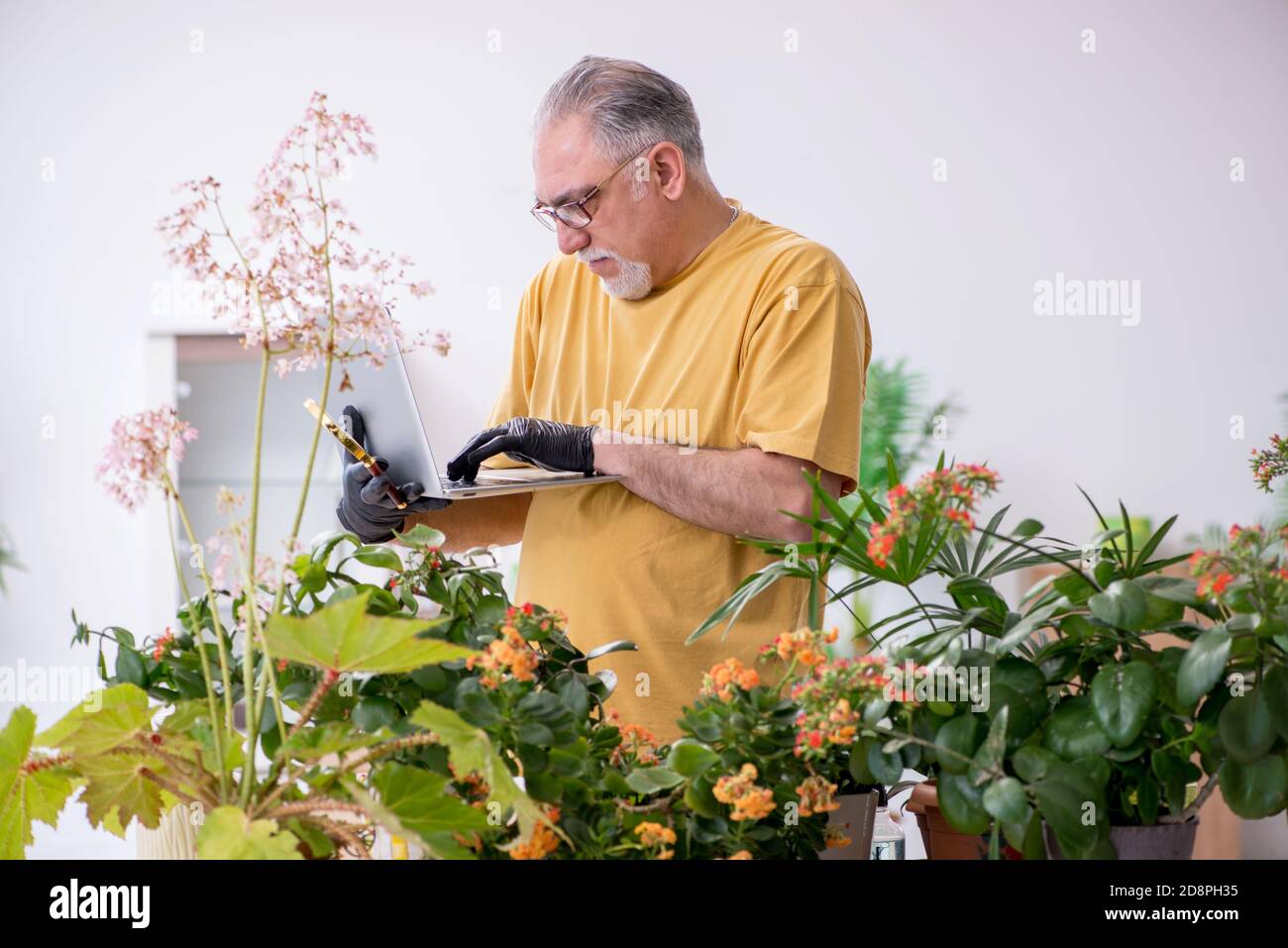 Vieux jardinier mâle avec des plantes à la maison Banque D'Images