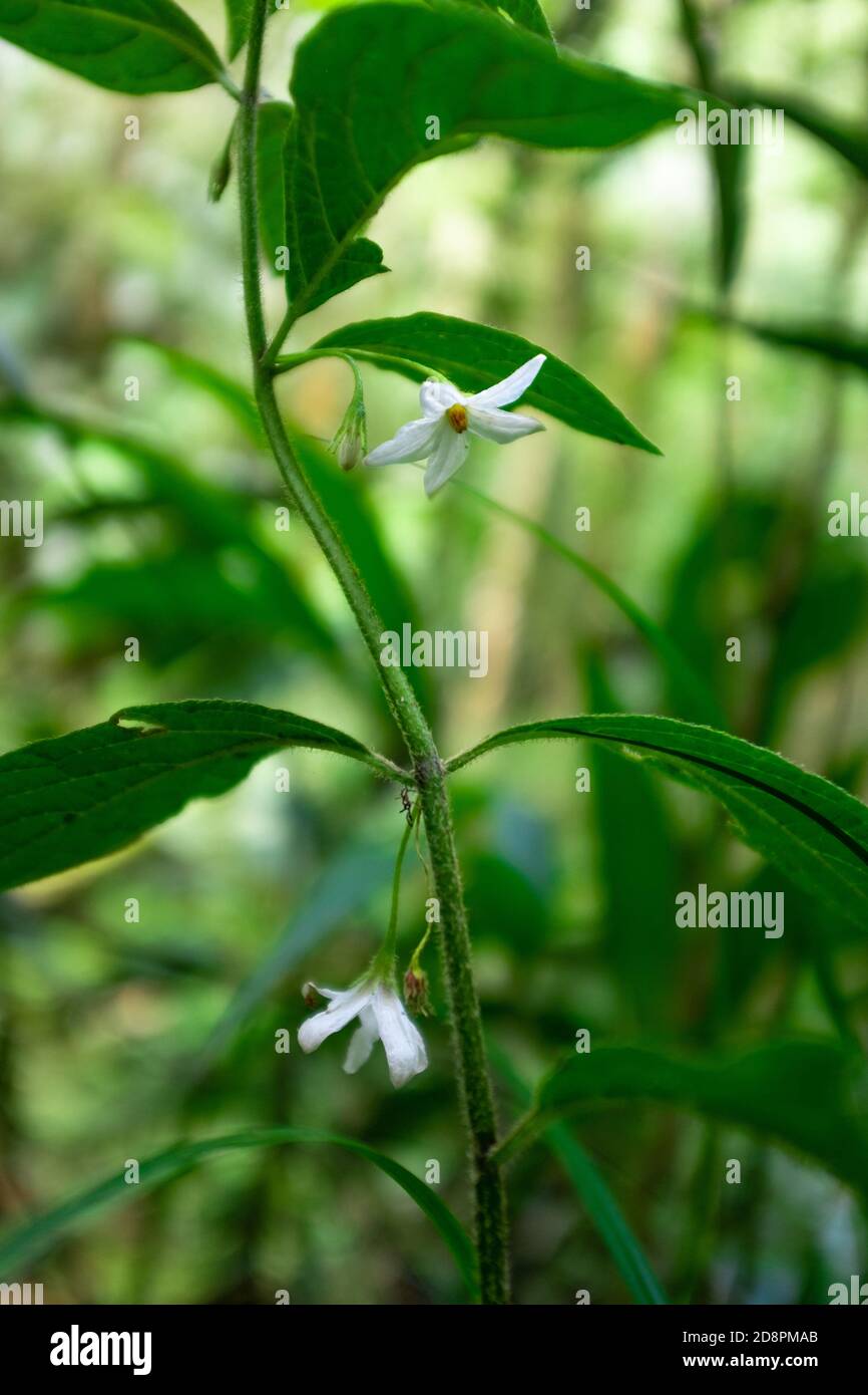 Petite fleur blanche dans les bois Photo Stock - Alamy