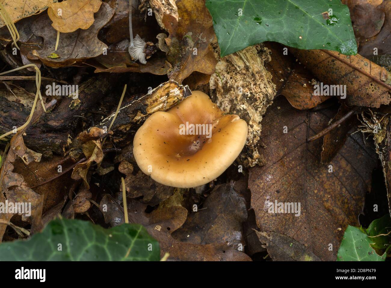 Le champignon commun de l'entonnoir ou infundibulicybe gibba croissant à partir de litière de feuilles en décomposition sur un plancher de bois. Banque D'Images