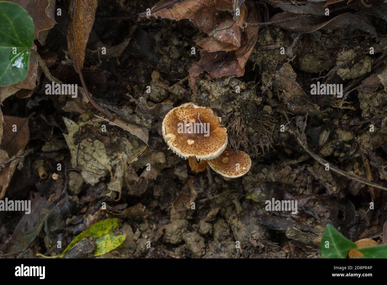 Le châtaignier de champignons ou Lepiota castanea dans la forêt humide d'automne. Banque D'Images