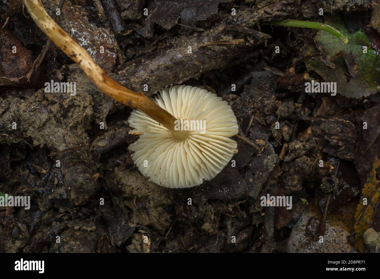 Les branchies du champignon capperling de châtaignier ou Lepiota castanea dans la forêt humide d'automne. Banque D'Images
