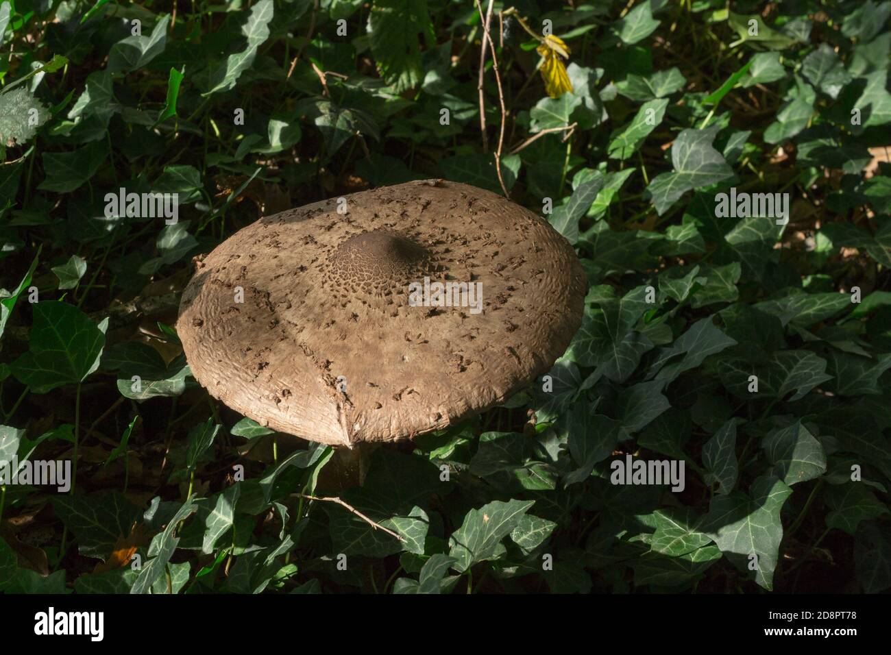 Un vieux champignon de parasol ou macrolepiota procera croissant dans les bois d'automne humide. Banque D'Images