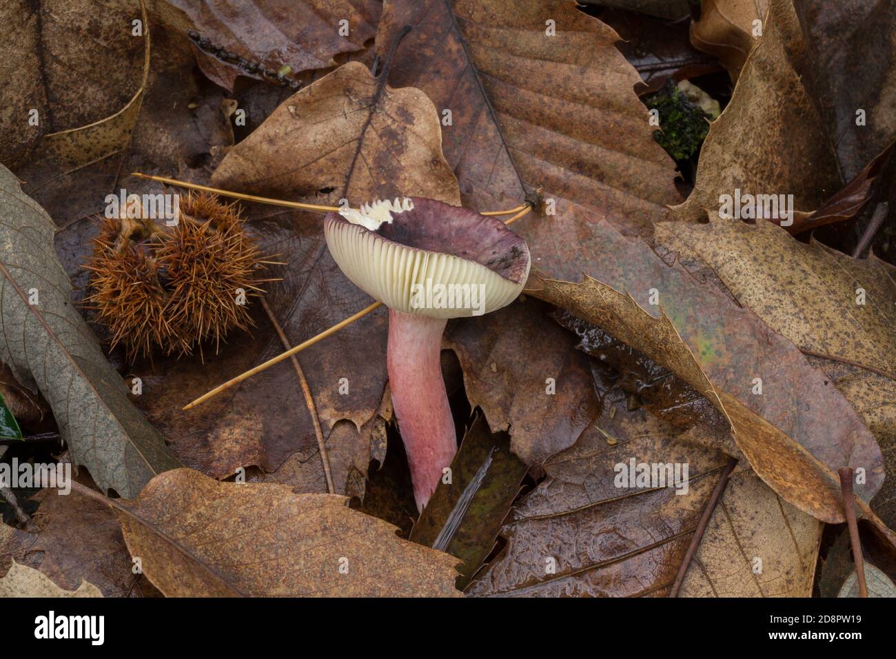 Un jeune champignon de russula mariae qui pousse dans des litières de feuilles profondes et humides. Banque D'Images