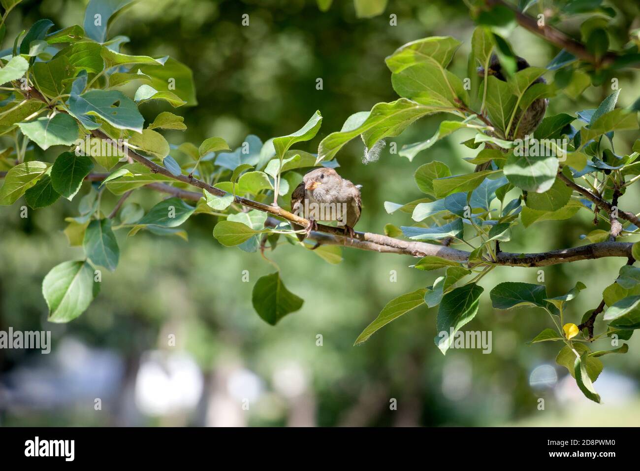 Sparrow sur une branche d'arbre. Banque D'Images