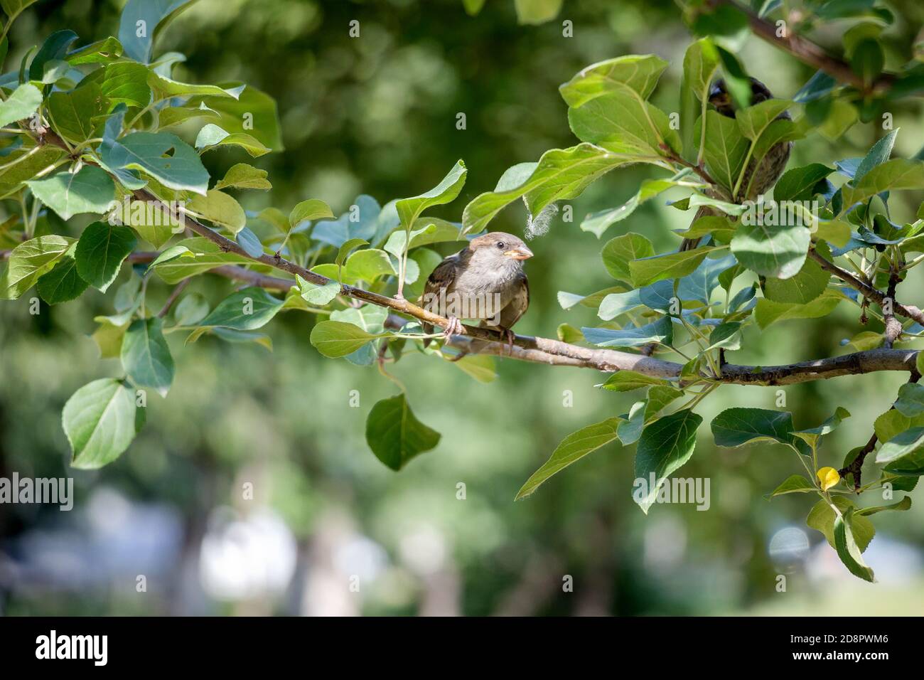 Sparrow sur une branche d'arbre. Banque D'Images