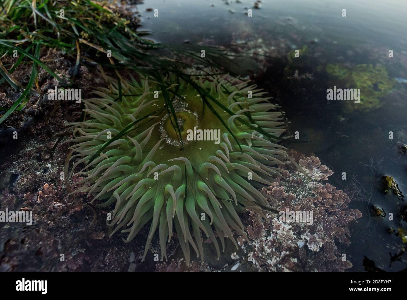 L'anémone vert géant (Anthopleura xanthogrammica) de l'océan Pacifique, celui-ci est de la colonne tidepools point en Californie. Banque D'Images