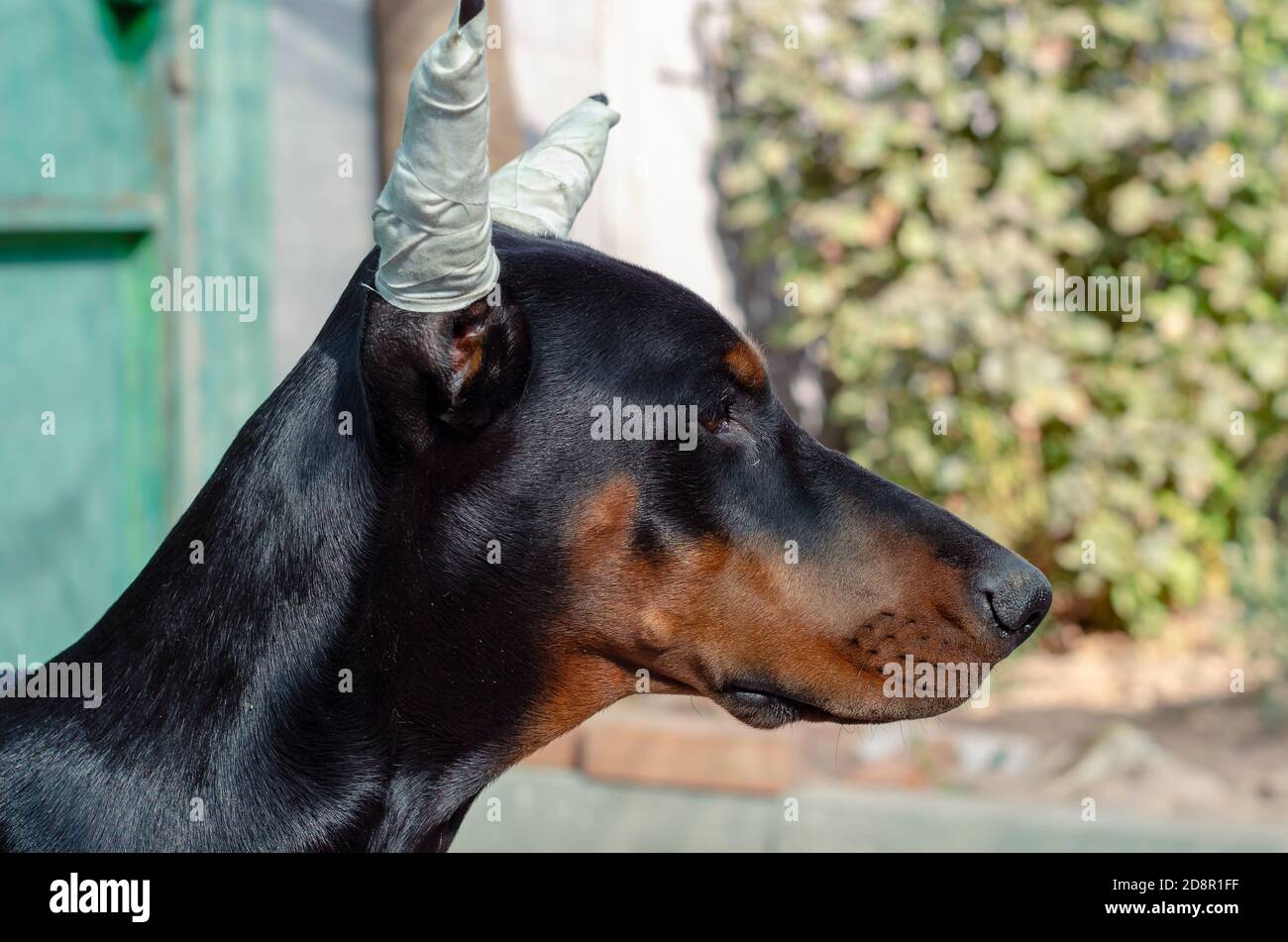 Portrait d'un chiot Doberman avec des oreilles bandées. Les oreilles du  chien sont solidement fixées avec un bandage médical blanc. Vue latérale  Photo Stock - Alamy