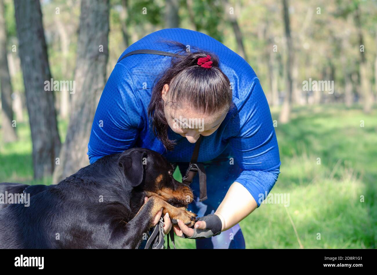 Le propriétaire de la combinaison bleue examine la patte du chien à l'extérieur. Une femme d'âge moyen se penche sur Rottweiler et tient sa patte avant droite. Prendre soin des animaux Banque D'Images