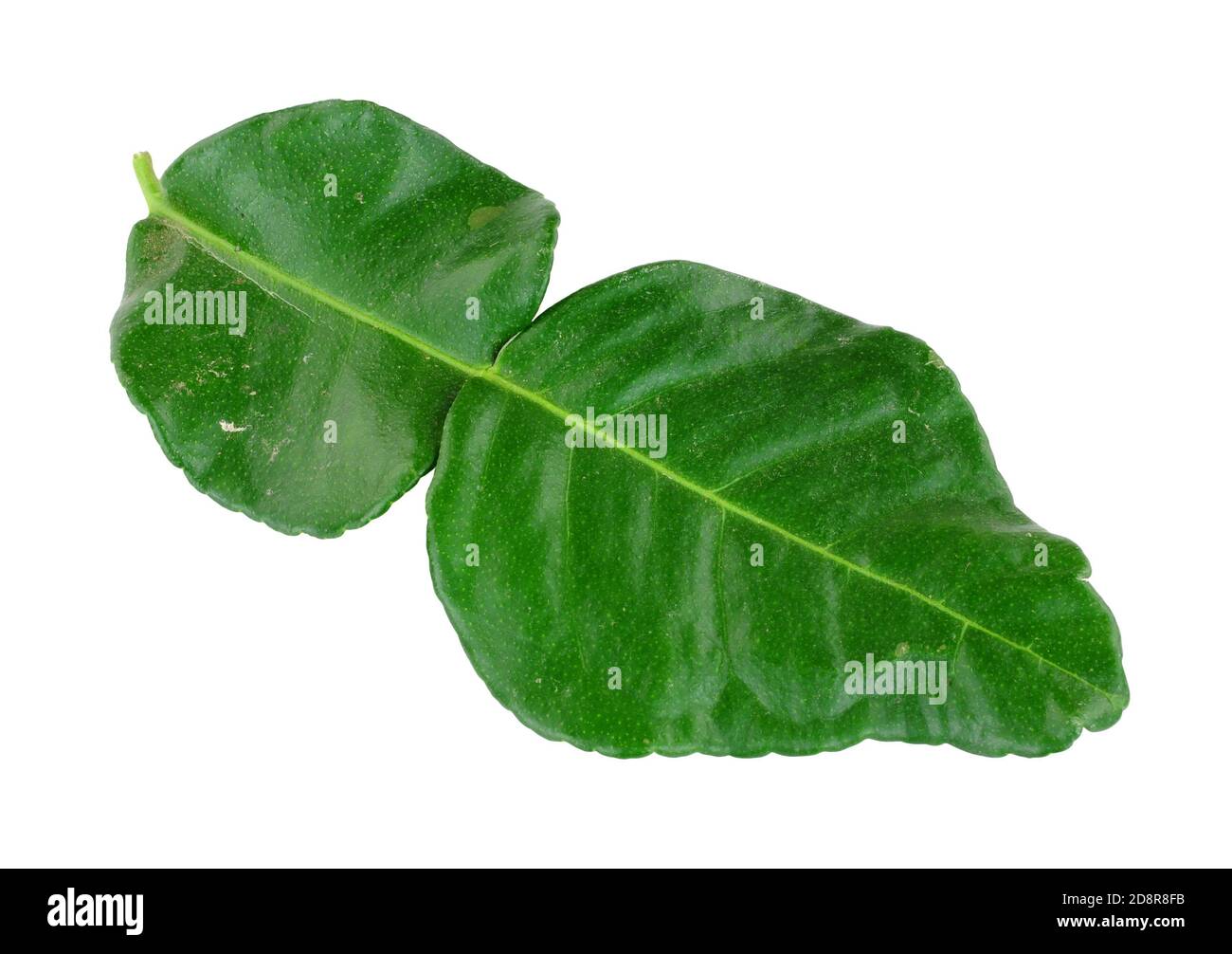 Feuilles de citron vert kaffir fraîches utilisées pour ajouter un citron et Saveur de citrus à la cuisine thaïlandaise et asiatique isolée sur un arrière-plan blanc Banque D'Images