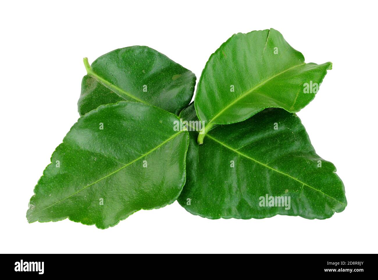 Feuilles de citron vert kaffir fraîches utilisées pour ajouter un citron et Saveur de citrus à la cuisine thaïlandaise et asiatique isolée sur un arrière-plan blanc Banque D'Images