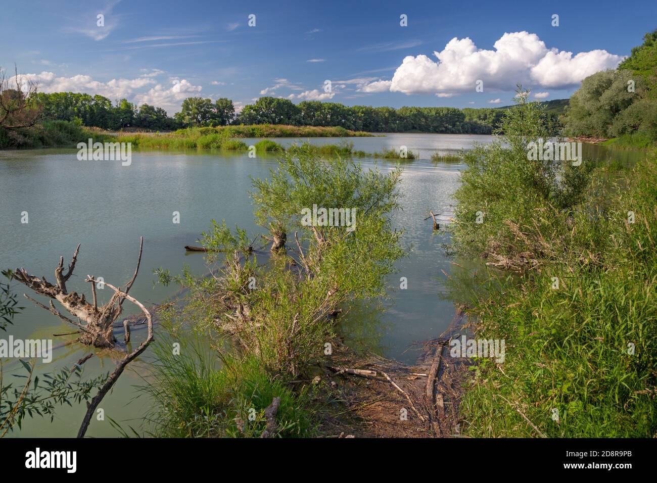 Forêt alluviale sur le front du Danube dans le parc national de Donau-Auen Autriche. Banque D'Images