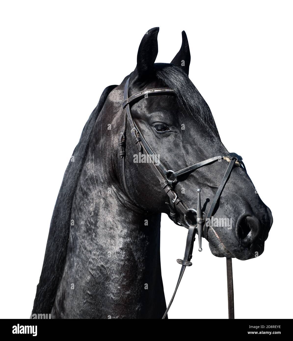 gros plan portrait de la belle tête de cheval de l'étalon noir de Frise avec harnais de bride en cuir isolé sur fond blanc Banque D'Images