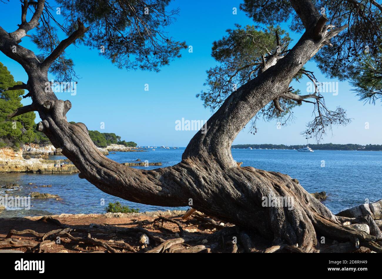 Paysage méditerranéen typique sur l'île Sainte-Marguerite, Cannes, France. Banque D'Images