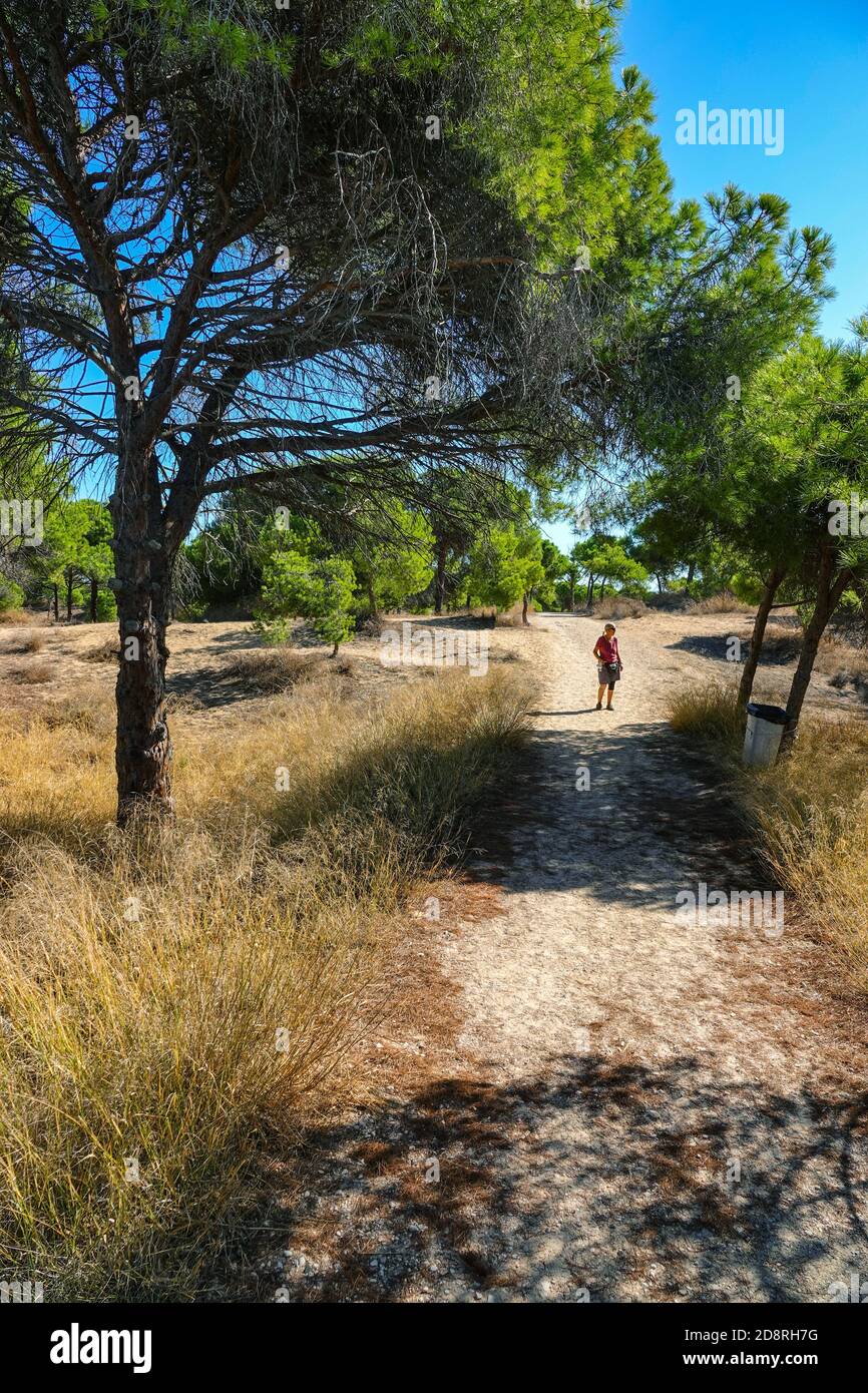 Femelle solitaire marchant le long d'un chemin de sable à travers la forêt de pins à la Mata, Torrevieja, Costa Blanca, Espagne, hiver, soleil d'hiver, destination Banque D'Images