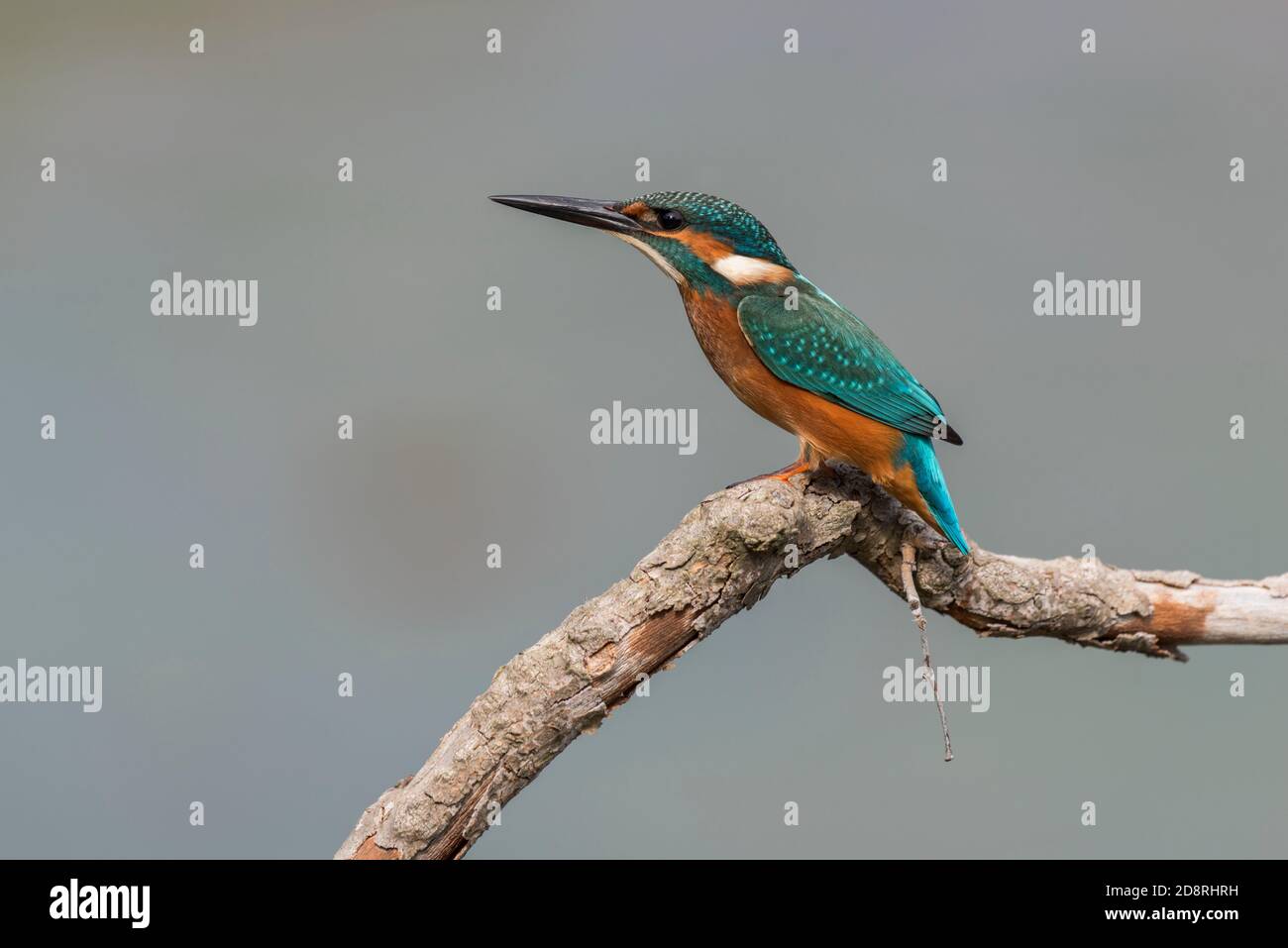 kingfisher commun sur une vue de profil de branche Banque D'Images