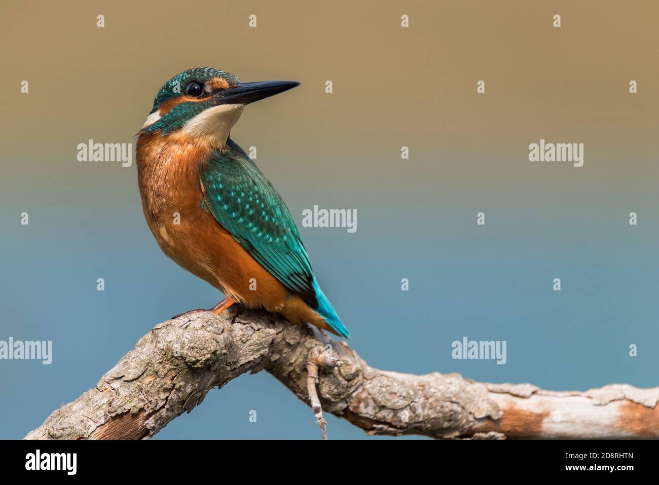 Mâle de kingfisher commun (Alcedo atthis) sur une branche Banque D'Images