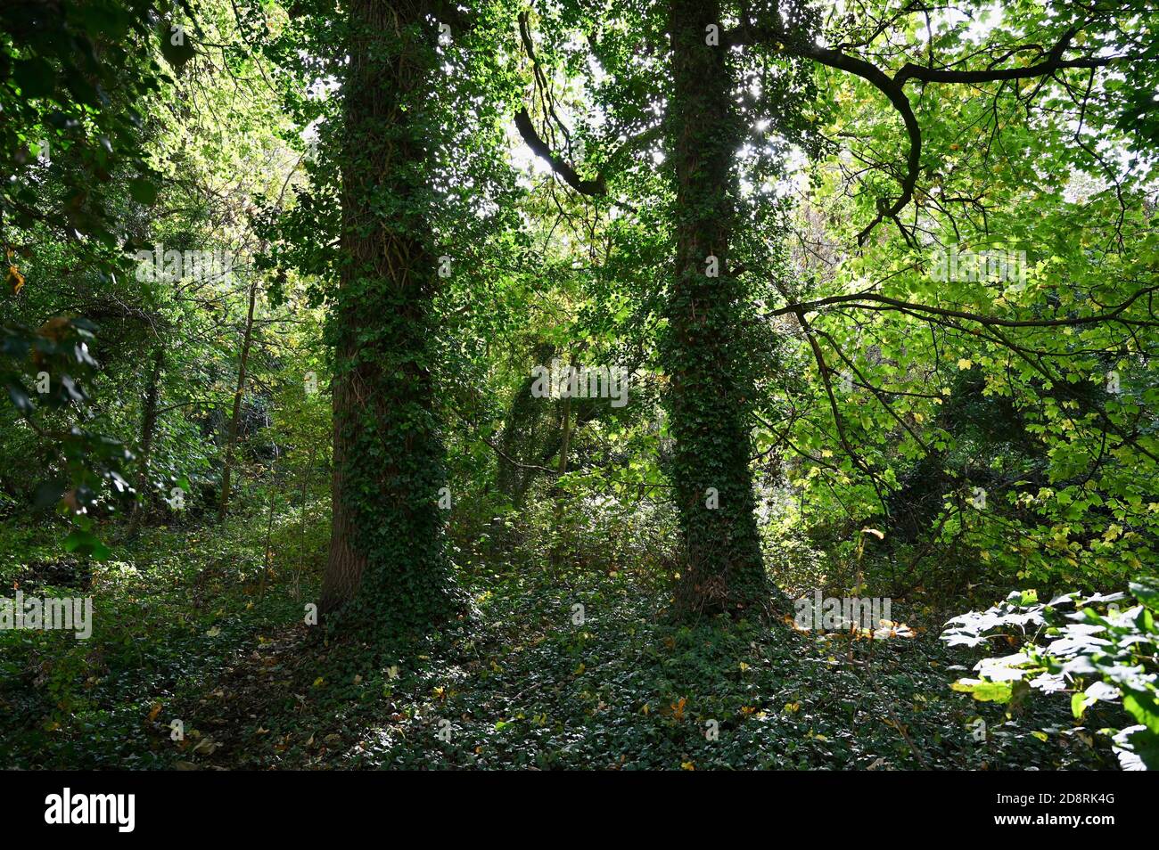 Feuilles d'automne. Foots Cray Meadows, Sidcup, Kent. ROYAUME-UNI Banque D'Images