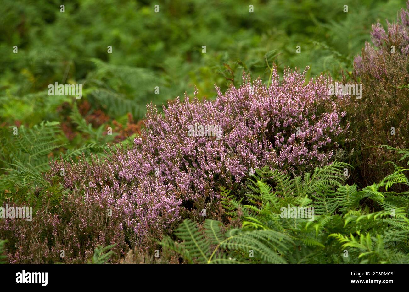 Les collines de Jugger Moor deviennent pourpres en été comme les Heathers fleurissent et font le paysage changer de caractère. Balayé par le vent et sombre en hiver Banque D'Images