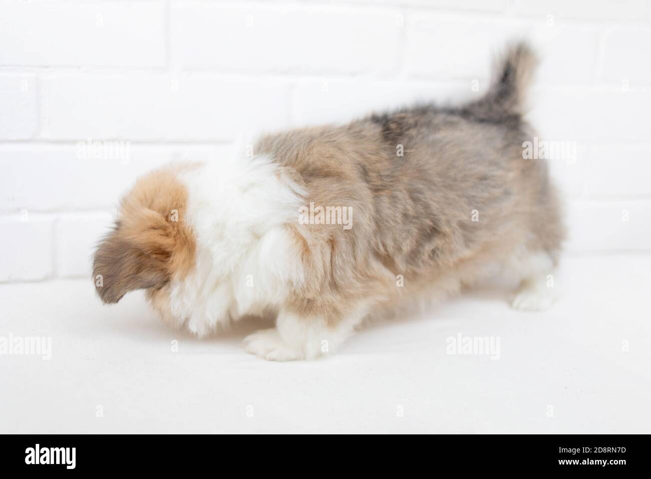 Cute Puppy Welsh Corgi Pembroke sur fond blanc. Portrait du petit chiot en gros plan Banque D'Images