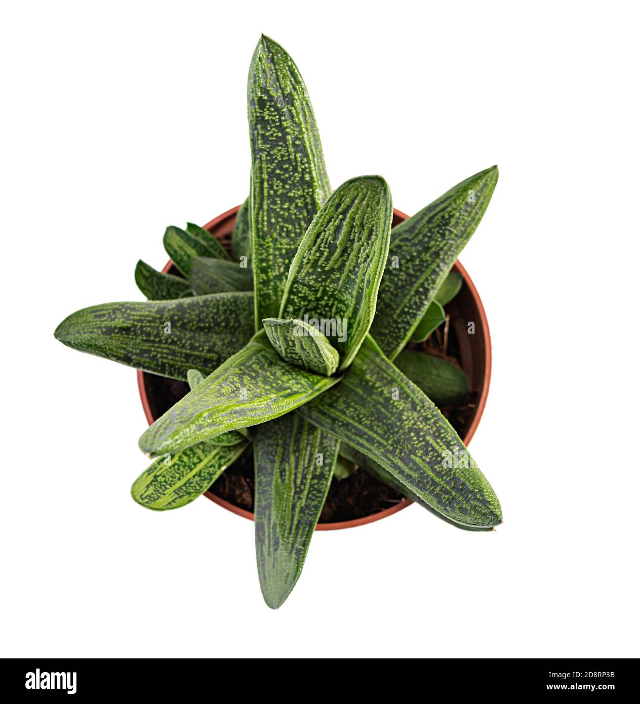Succes isolées sur un fond blanc. Gastreria succulent dans un pot Banque D'Images