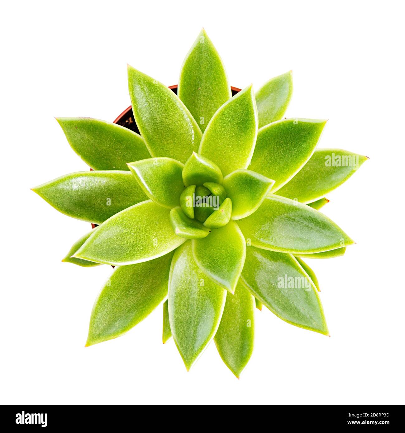Succes isolées sur un fond blanc. Echeveria succulent dans un pot Banque D'Images