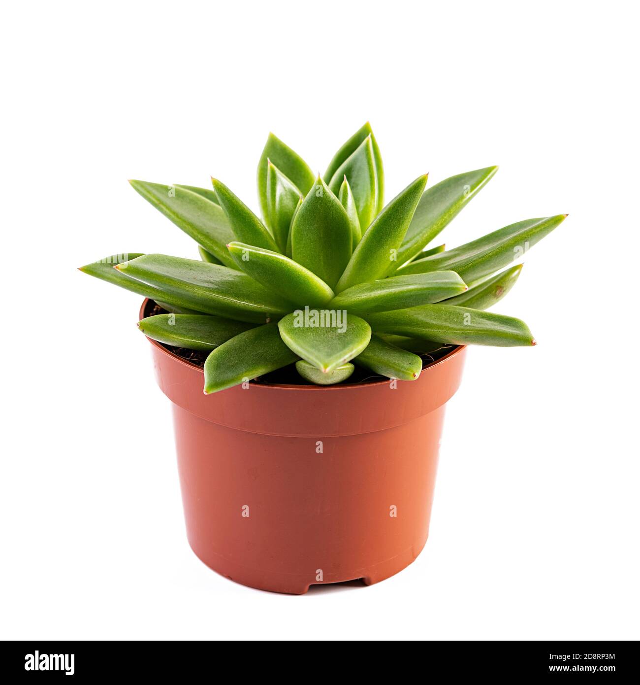 Succes isolées sur un fond blanc. Echeveria succulent dans un pot Banque D'Images