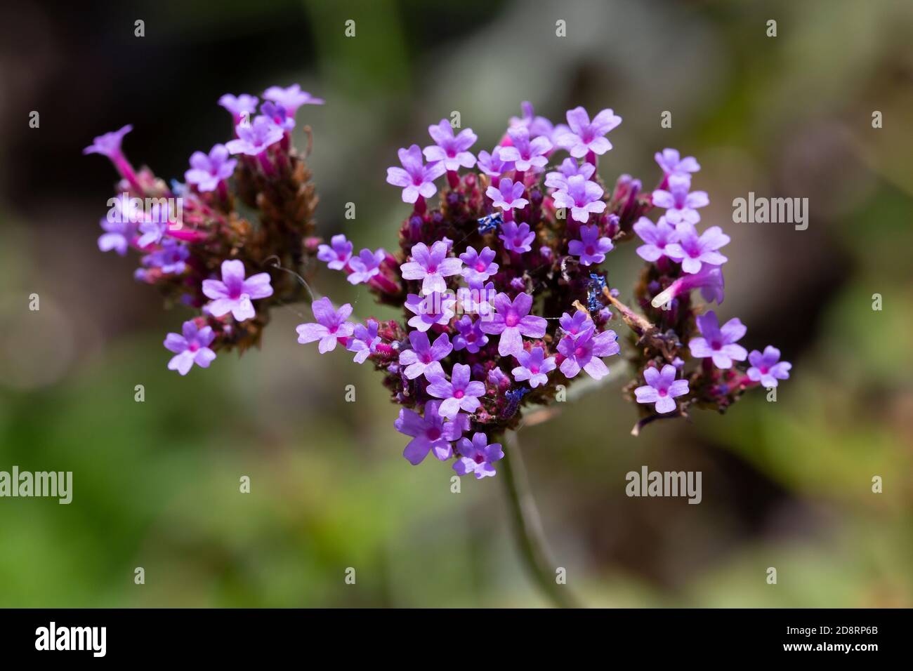 Fleur De Purpletop Vervain (Verbena Bonariensis) Banque D'Images